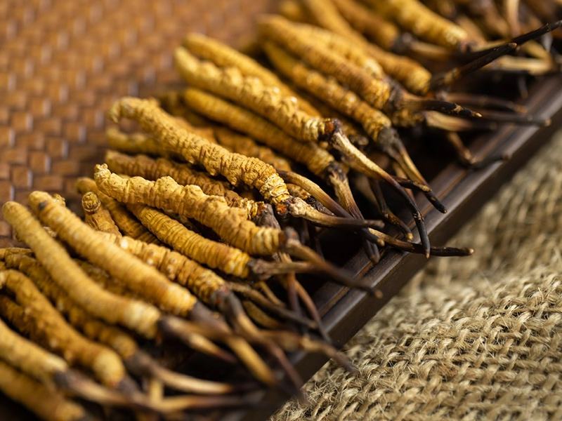 Đông trùng hạ thảo size 20-22