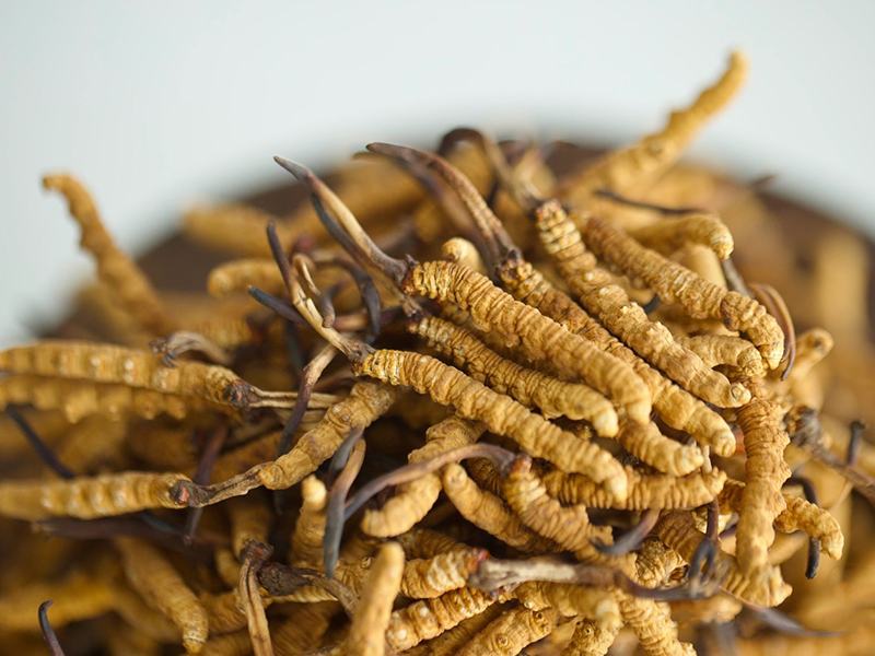 Đông trùng hạ thảo size 30-33