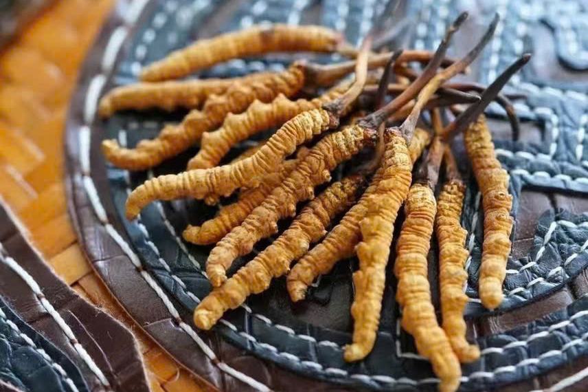 Đông trùng hạ thảo size 34-36