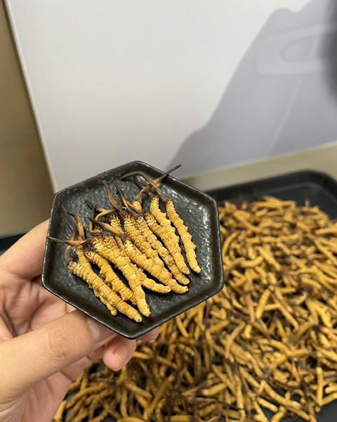 Đông Trùng Hạ Thảo Cao Cấp