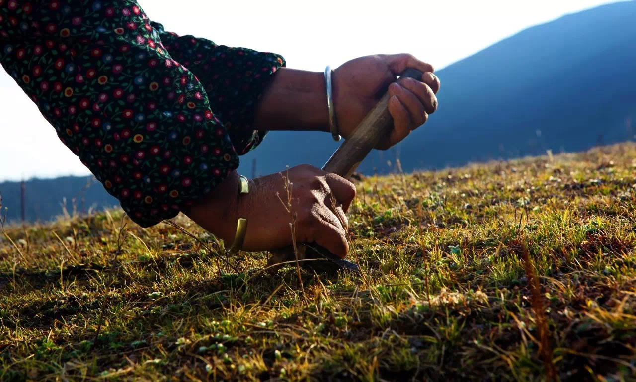 Dãy núi Himalaya - Nguồn gốc đông trùng hạ thảo