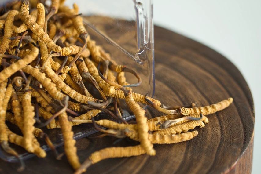 Đông trùng hạ thảo size 42-49